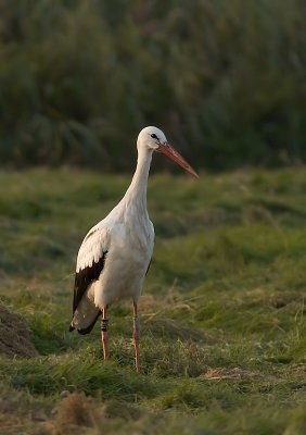 Ooievaar - White Stork