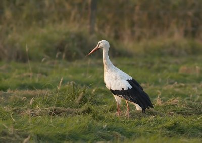 Ooievaar - White Stork