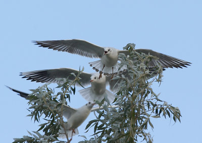 Kokmeeuw - Black -headed Gull