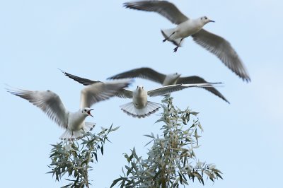 Kokmeeuw - Black -headed Gull