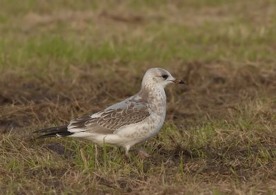 Stormmeeuw - Common Gull