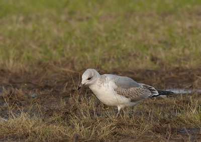 Stormmeeuw - Common Gull