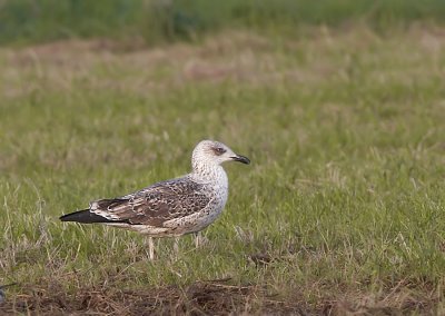 Kleine Mantelmeeuw - Lesser Black-backed Gull