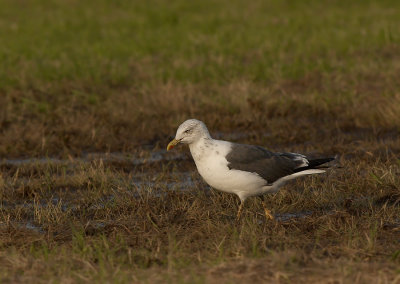 Kleine Mantelmeeuw - Lesser Black-backed Gull