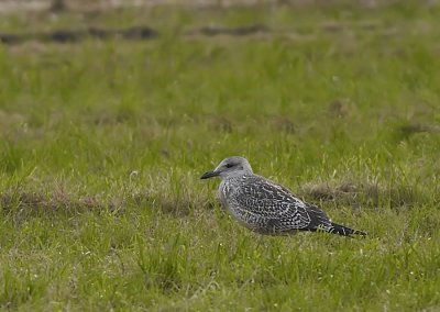 Kleine Mantelmeeuw - Lesser Black-backed Gull