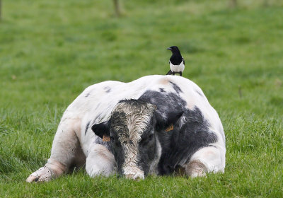Ekster - Magpie