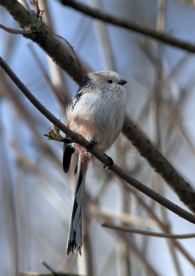 Staartmees - Long -Tailed Tit