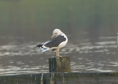 Grote Mantelmeeuw - Great Black-backed Gull