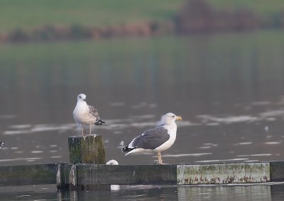 Grote Mantelmeeuw - Great Black-backed Gull