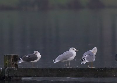 Meeuwen -Gulls