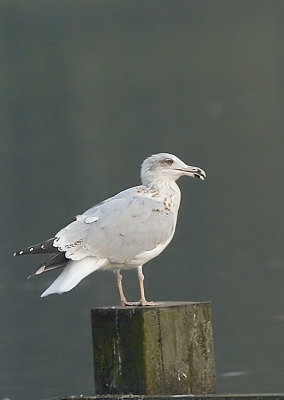 Zilvermeeuw - Herring Gull