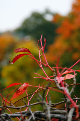 October 17: Red twigs