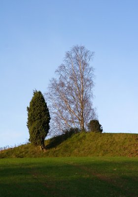 The juniper and the birch