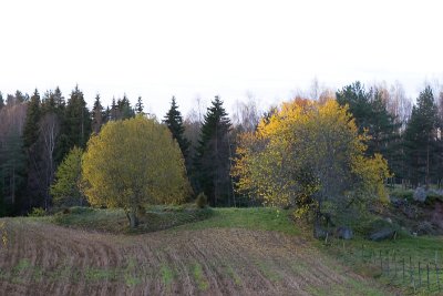 The field