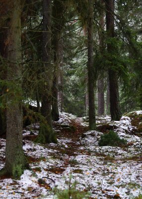 November 4: The path through the winter forest