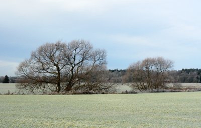 November 13: Barren trees and frosty fields
