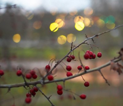 December 5: Decorated tree