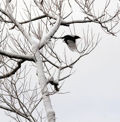 Magpie leaving snowy tree