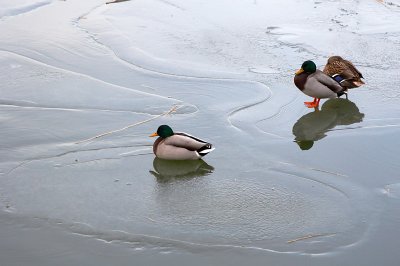 Mallards on ice