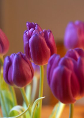 February 18: More tulips