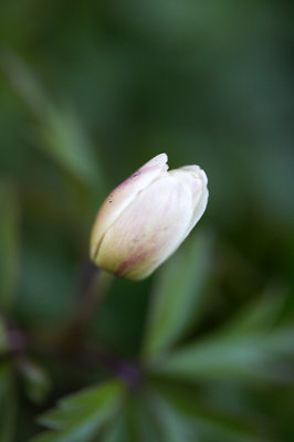 Wood anemone Anemone nemorosa L.