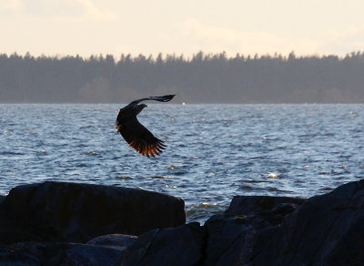 April 6: White tailed eagle