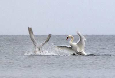 Swan fight 2