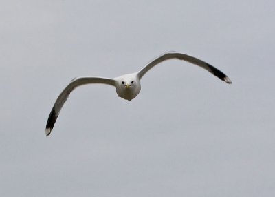 Attacking Gull