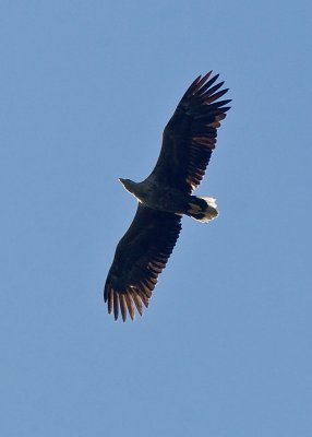 White tailed eagle