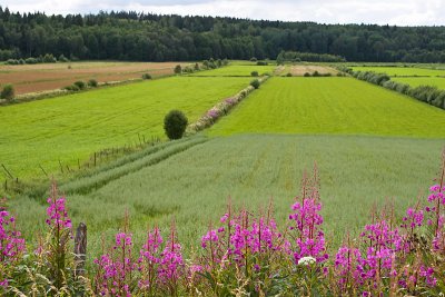 Summer fields