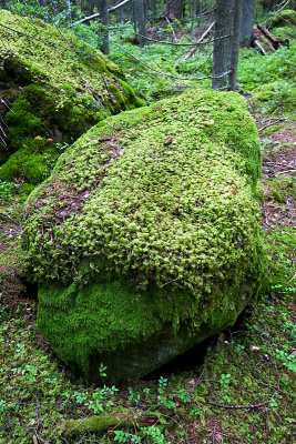 Norra Kvill National park