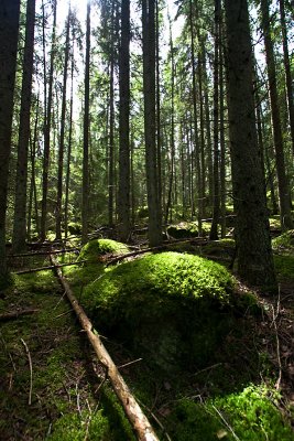 Norra Kvill National park