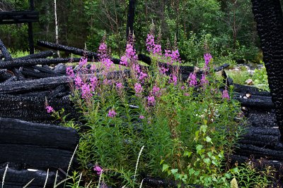 Remains of the old sjfors paper mill