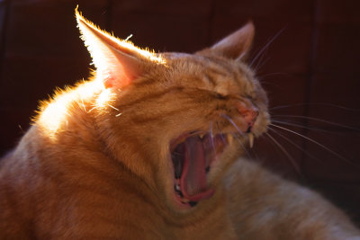 Cat's yawn