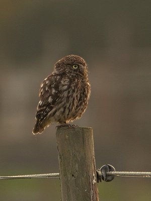 Athene noctua - Steenuil - Litlle owl