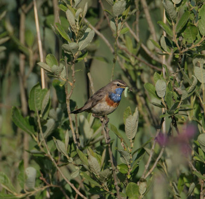 Luscinia svecica - Blauwborst - Bluethroat