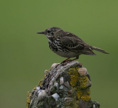 Anthus pratensis - Graspieper - Meadow Pipit