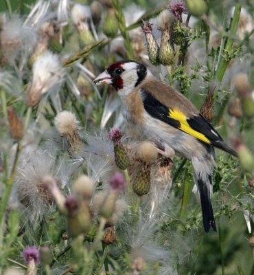 Carduelis carduelis - Putter - Goldfinch