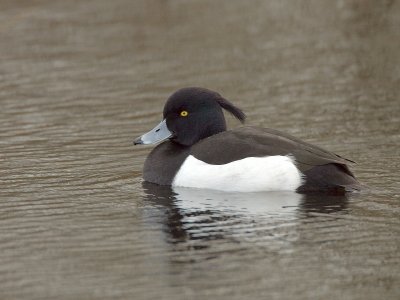 Aythya fuligula - Kuifeend - Tufted-Duck
