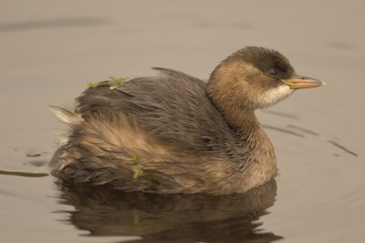 Tachybaptus ruficollis -  Dodaars - Little Grebe