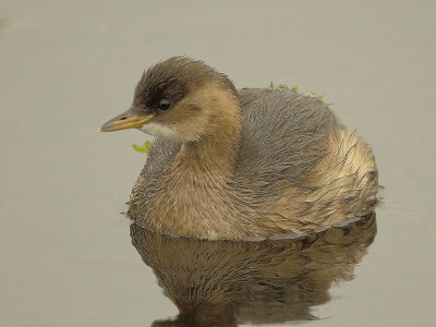 Tachybaptus ruficollis - Doodaars - Little Grebe