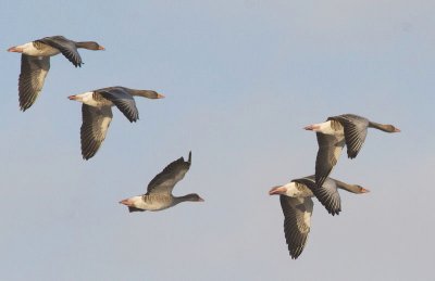 Anser anser - Grauwe Gans - Greylag goose