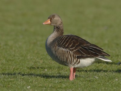 Anser anser - Grauwe Gans - Greylag goose