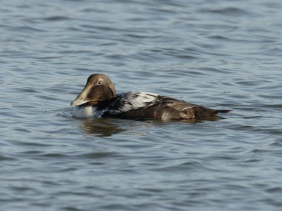  Somateria mollissima - Eidereend - Eider