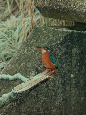 Alcedo atthis - IJsvogel -  Kingfisher