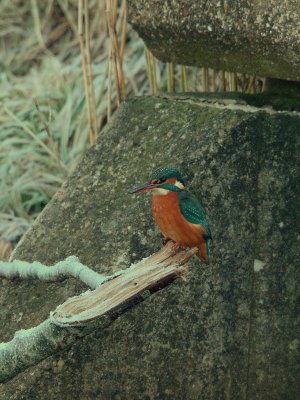 Alcedo atthis - IJsvogel -  Kingfisher