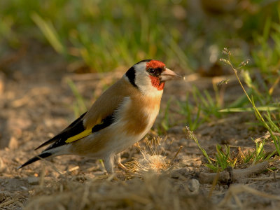 Carduelis carduelis - Putter - Goldfinch