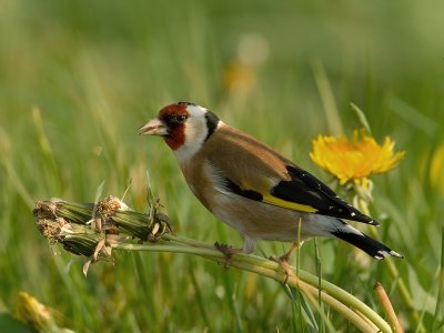 Carduelis carduelis - Putter - Goldfinch