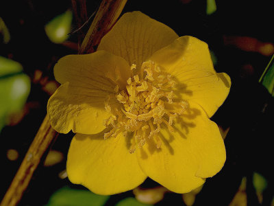 Caltha palustris - Dotterbloem