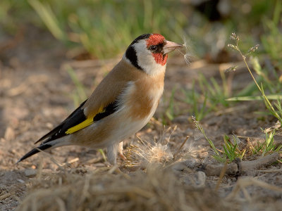 Carduelis carduelis - Putter - Goldfinch